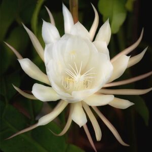brahma kamal plant , white brahma kamal flower