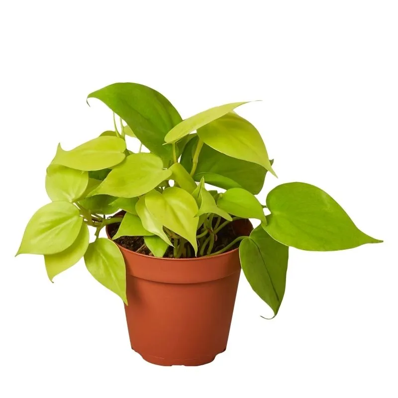 Neon money plant